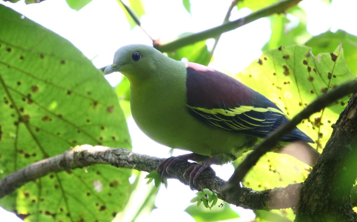 Gray-fronted Green-Pigeon - ML357968141