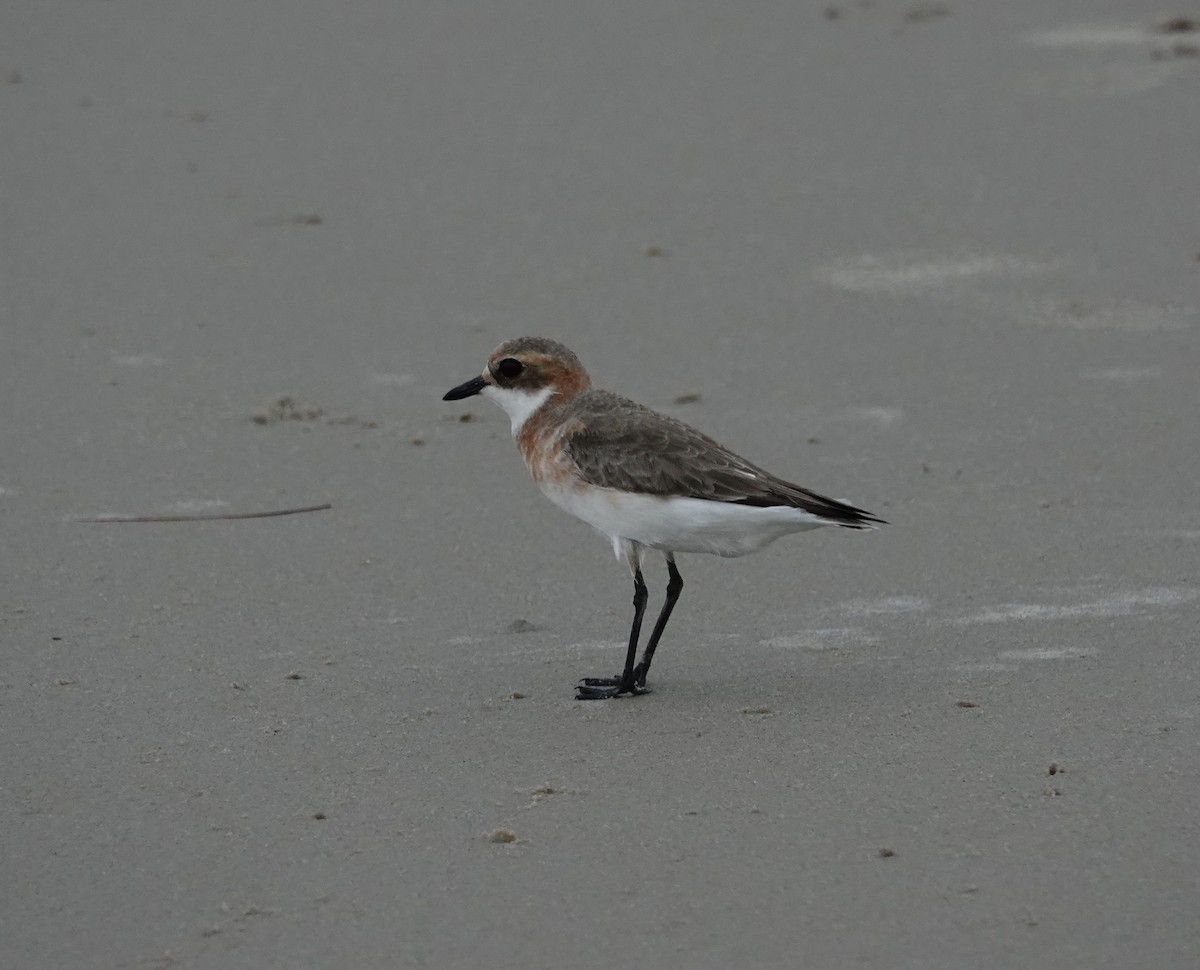 Tibetan Sand-Plover - ML357968471