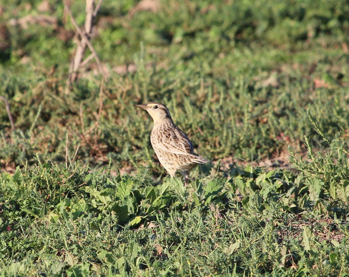 Eastern Meadowlark - ML35796901