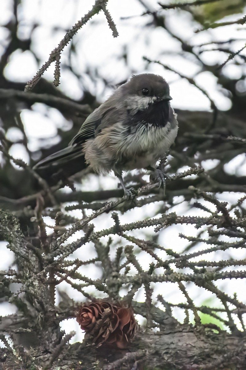 Boreal Chickadee - ML357969031