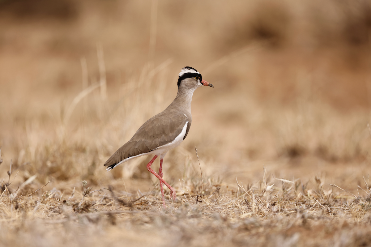 Crowned Lapwing - ML357969121