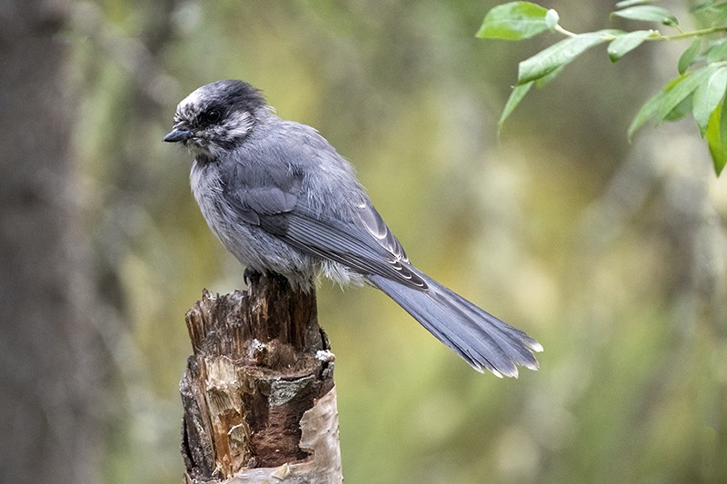Canada Jay - ML357969251