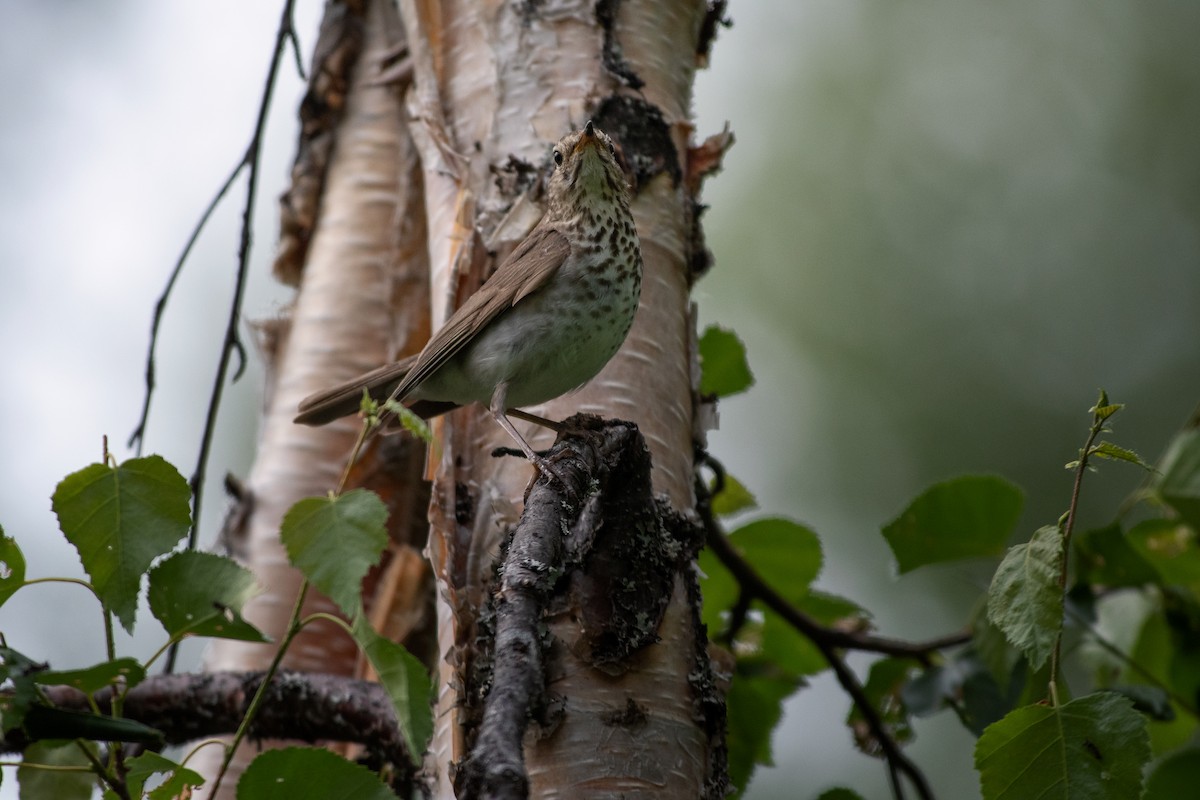 Hermit Thrush - ML357970301