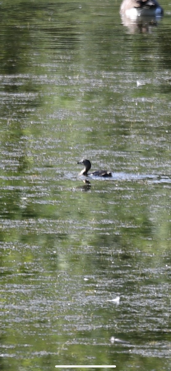 Pied-billed Grebe - ML357972621