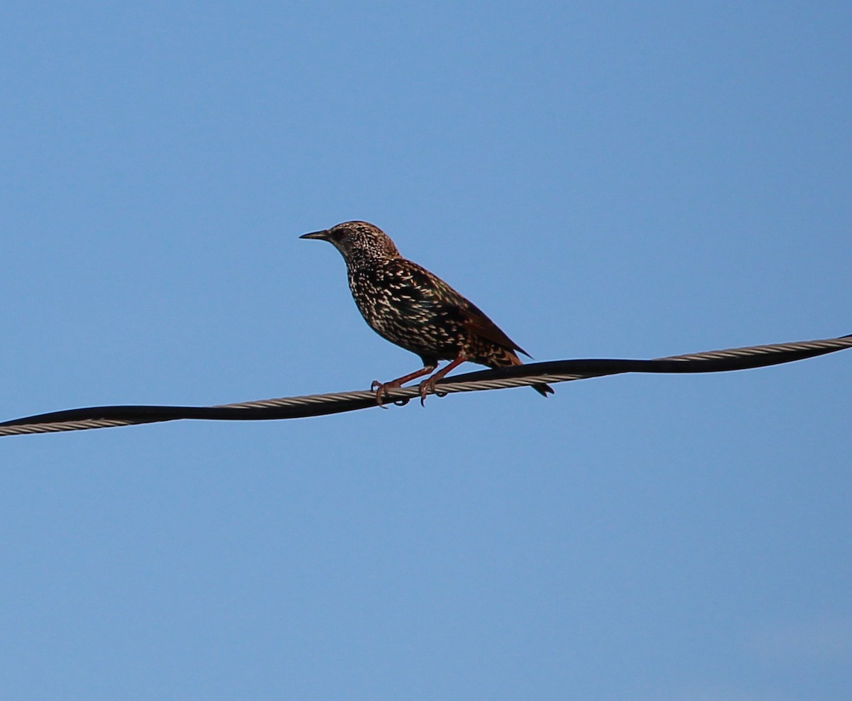 European Starling - Jessie  Brantwein