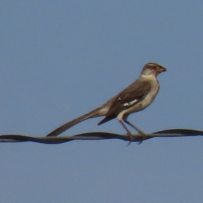 Northern Mockingbird - ML357973501