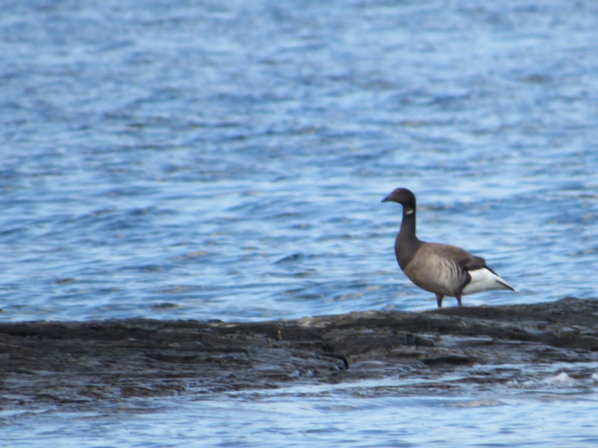 Barnacla Carinegra - ML357973611