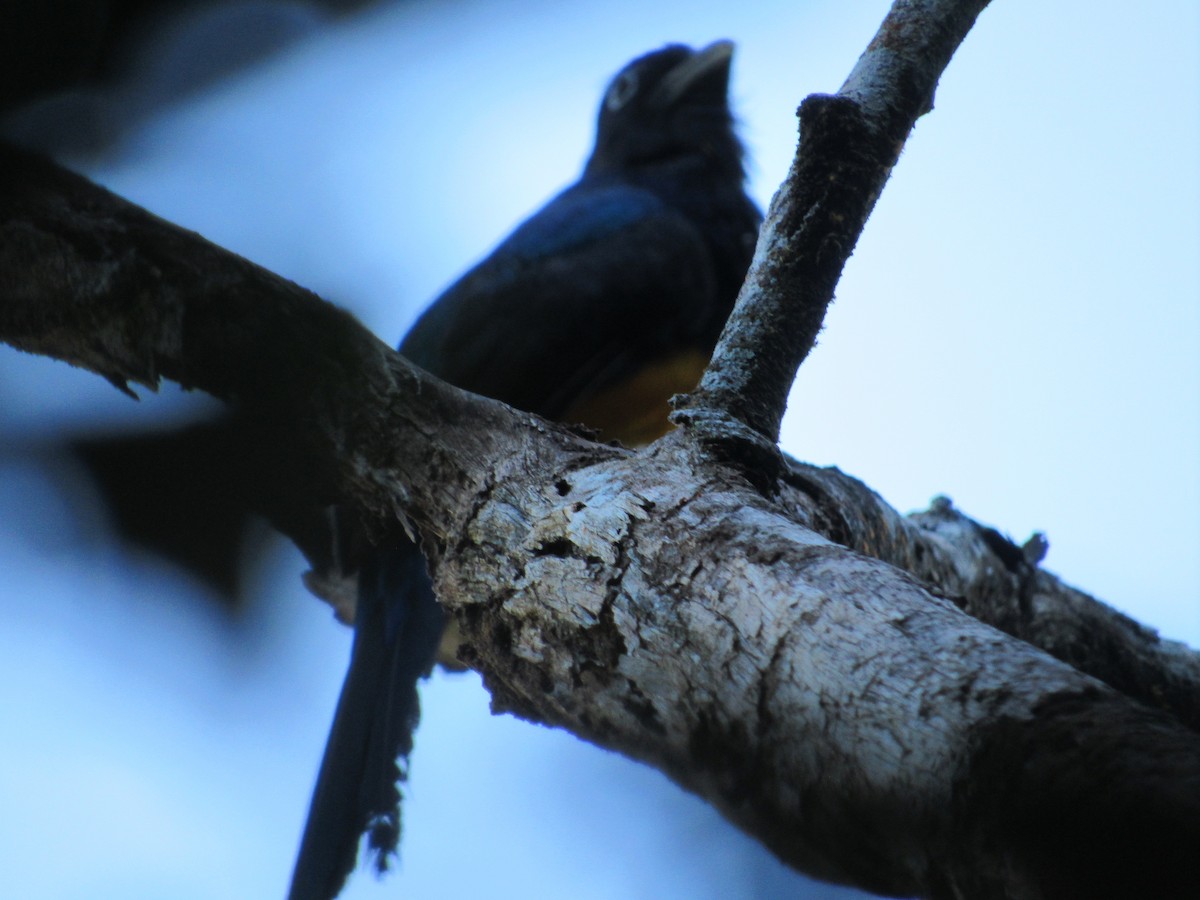 Black-tailed Trogon - ML357973811