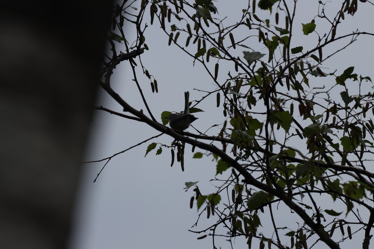 Blue-gray Gnatcatcher - ML357975681