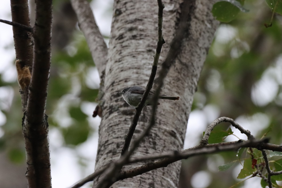 Blue-gray Gnatcatcher - ML357975691