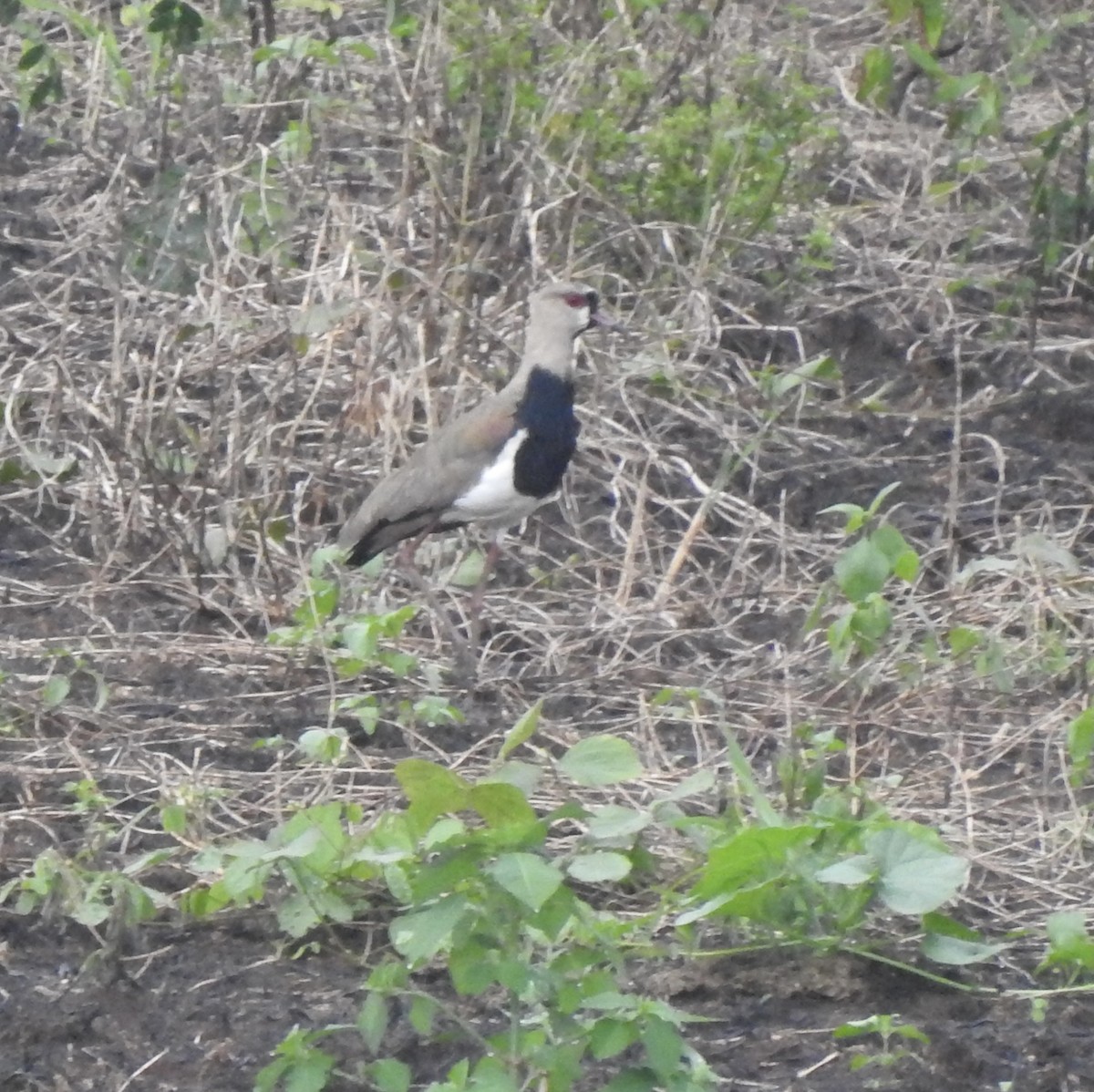 Southern Lapwing - Kathryn McAleese