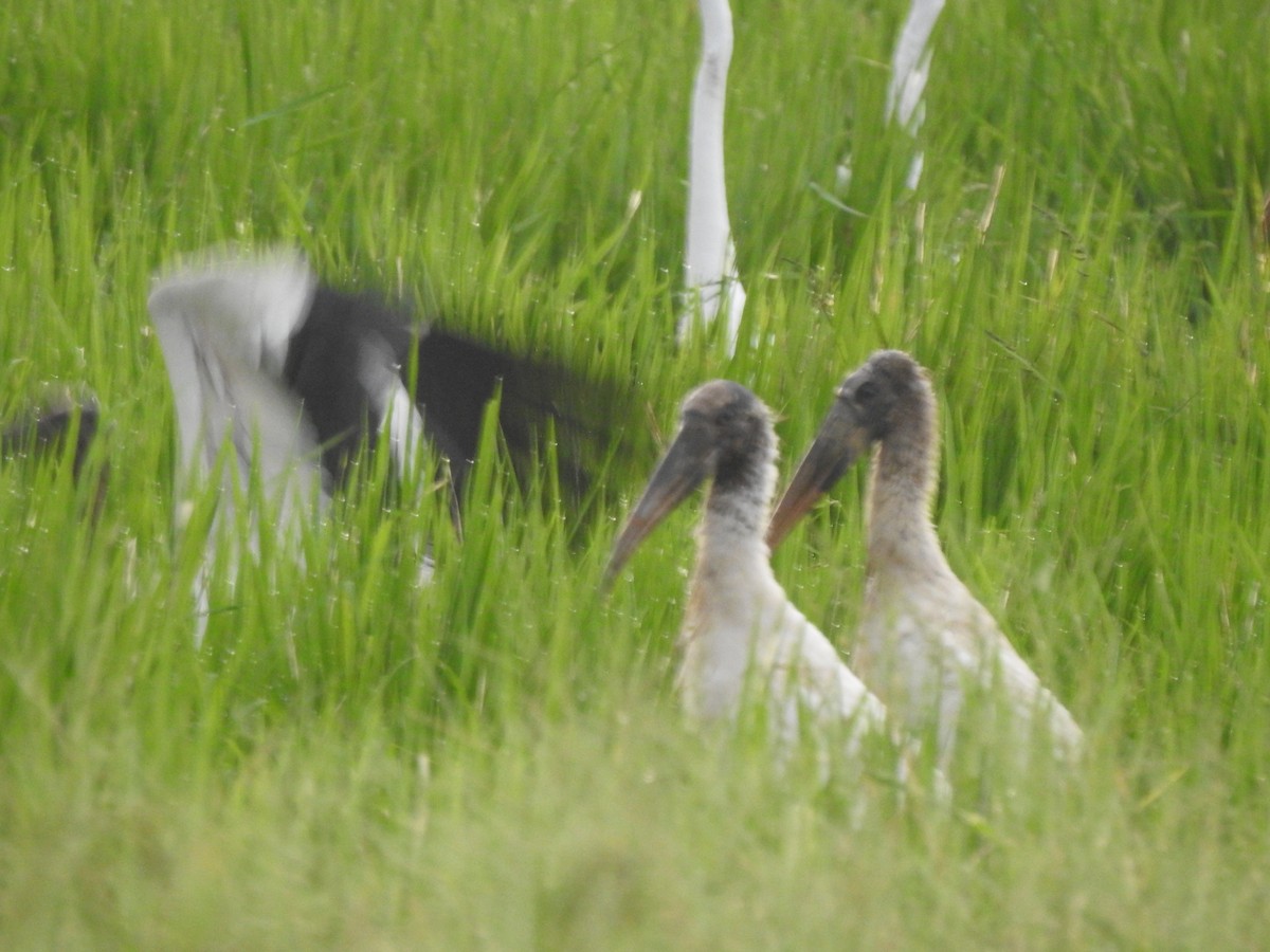 Wood Stork - ML357975871