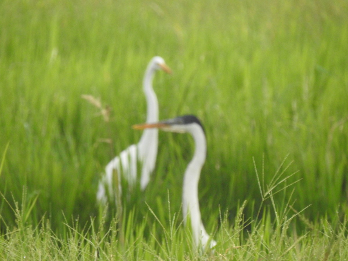 Great Egret - ML357976031