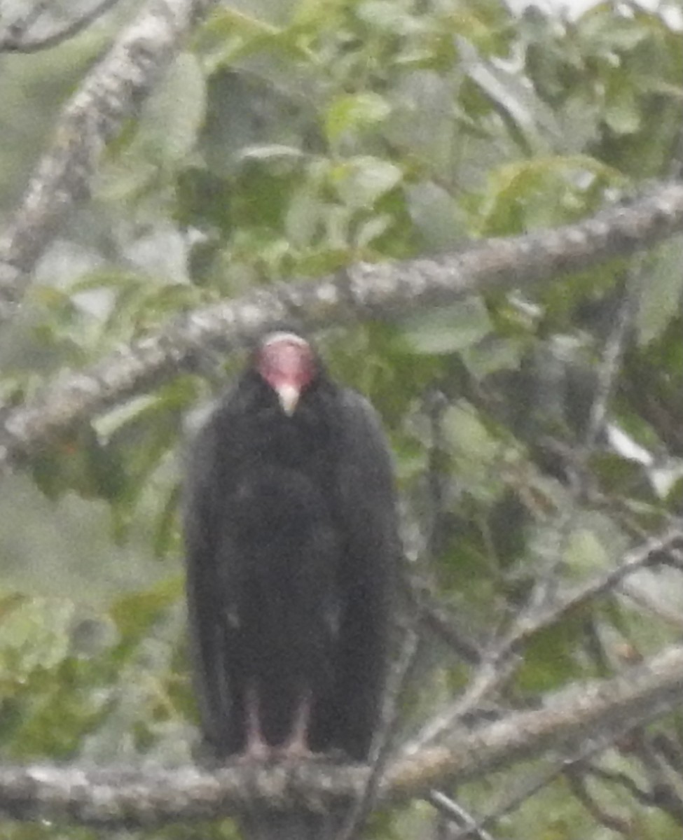 Turkey Vulture - ML357976071