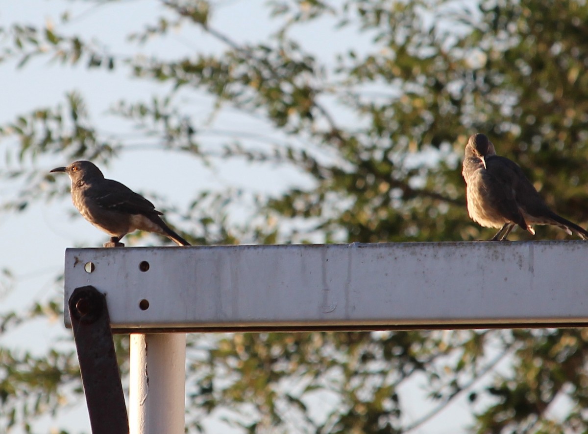 Curve-billed Thrasher - ML35797611