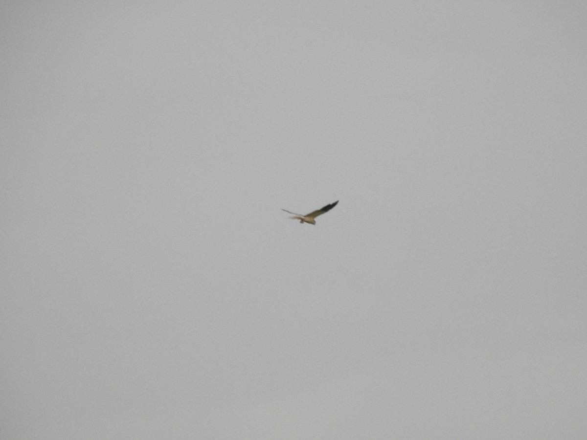 White-tailed Kite - ML357976261