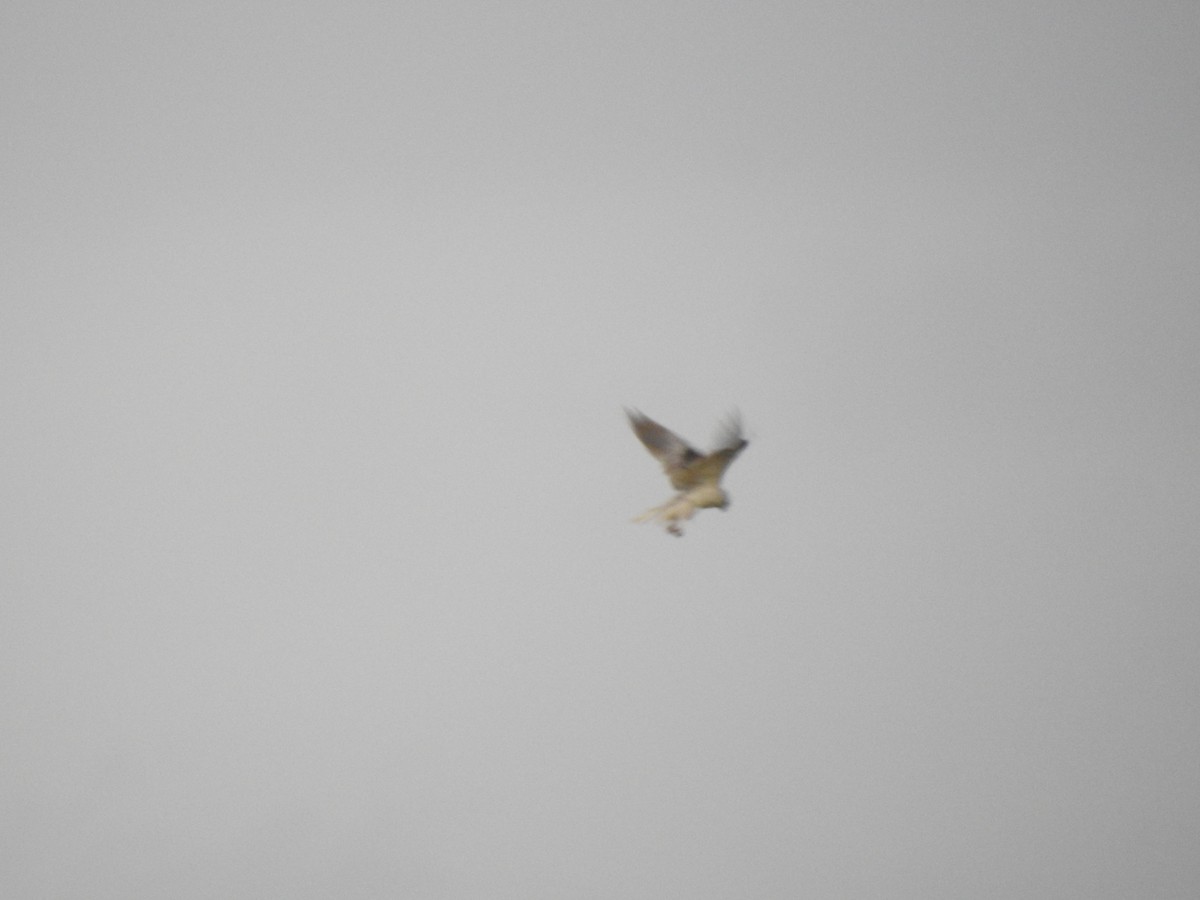 White-tailed Kite - ML357976271