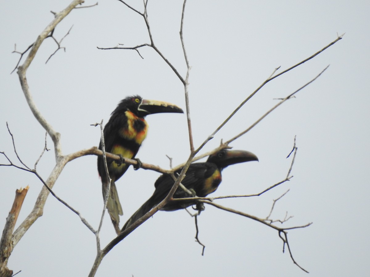 Collared Aracari - ML357976821