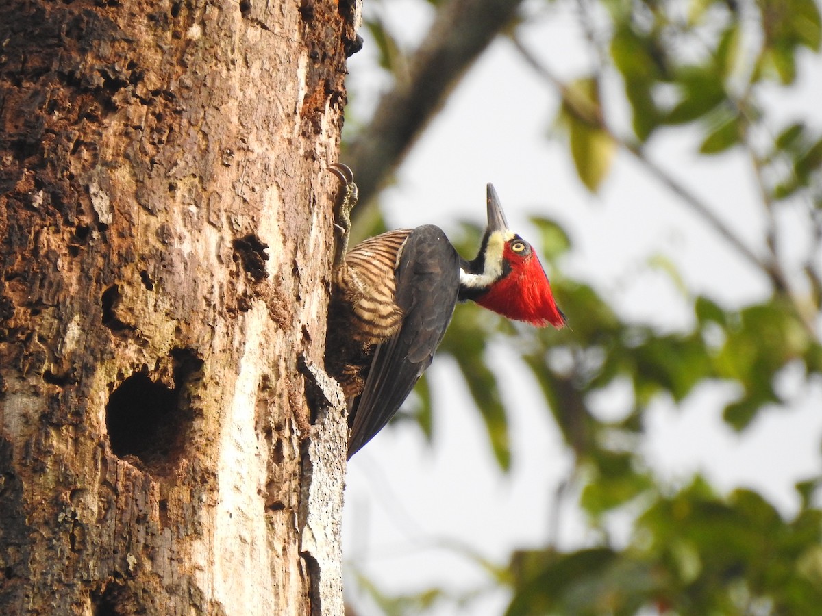 Crimson-crested Woodpecker - ML357976871