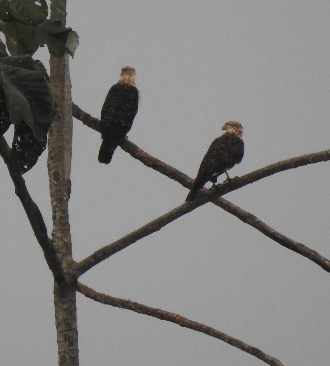 Yellow-headed Caracara - ML357977091