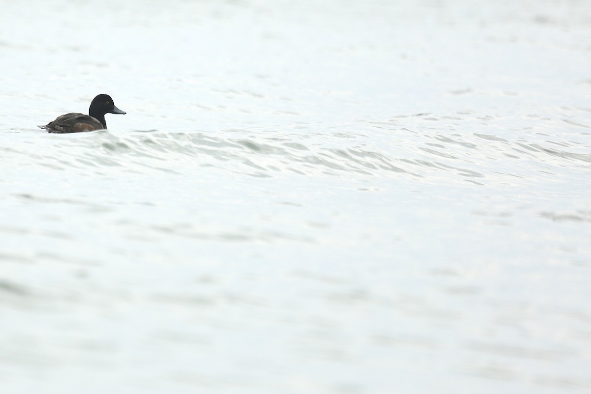 Greater Scaup - ML35797721