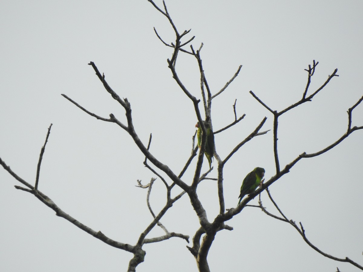 Orange-chinned Parakeet - ML357977221