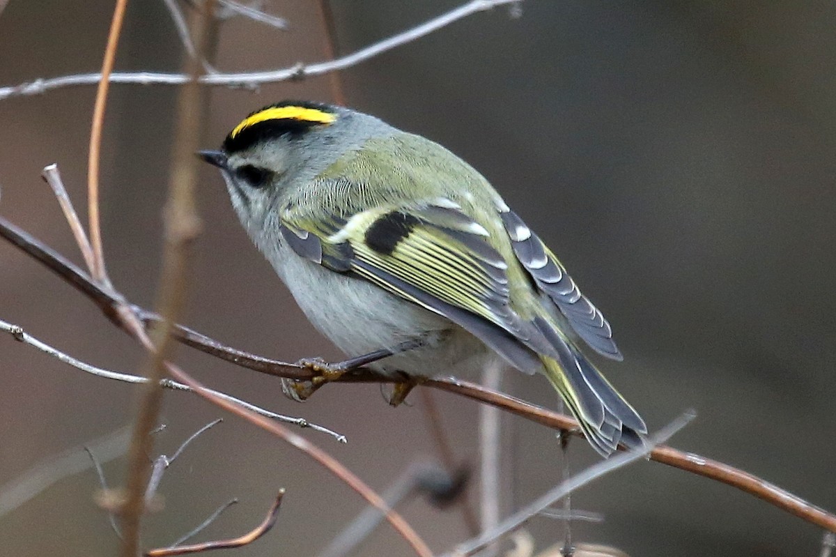 Golden-crowned Kinglet - ML35797731