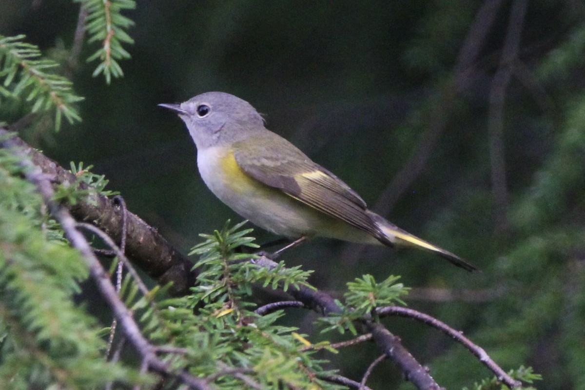 American Redstart - ML357977361