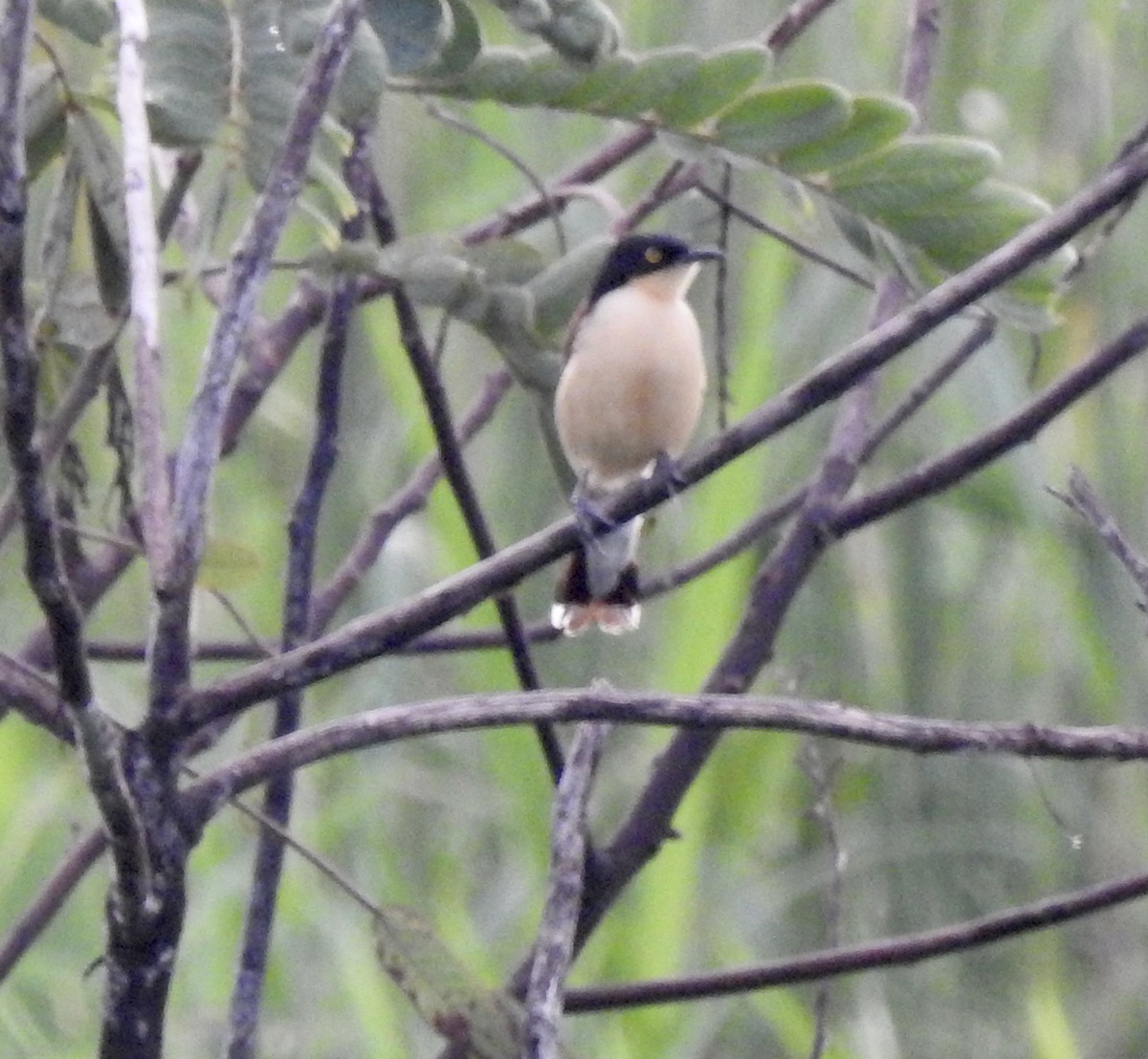 Black-capped Donacobius - ML357977381