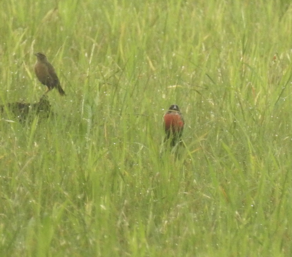 Red-breasted Meadowlark - ML357977481