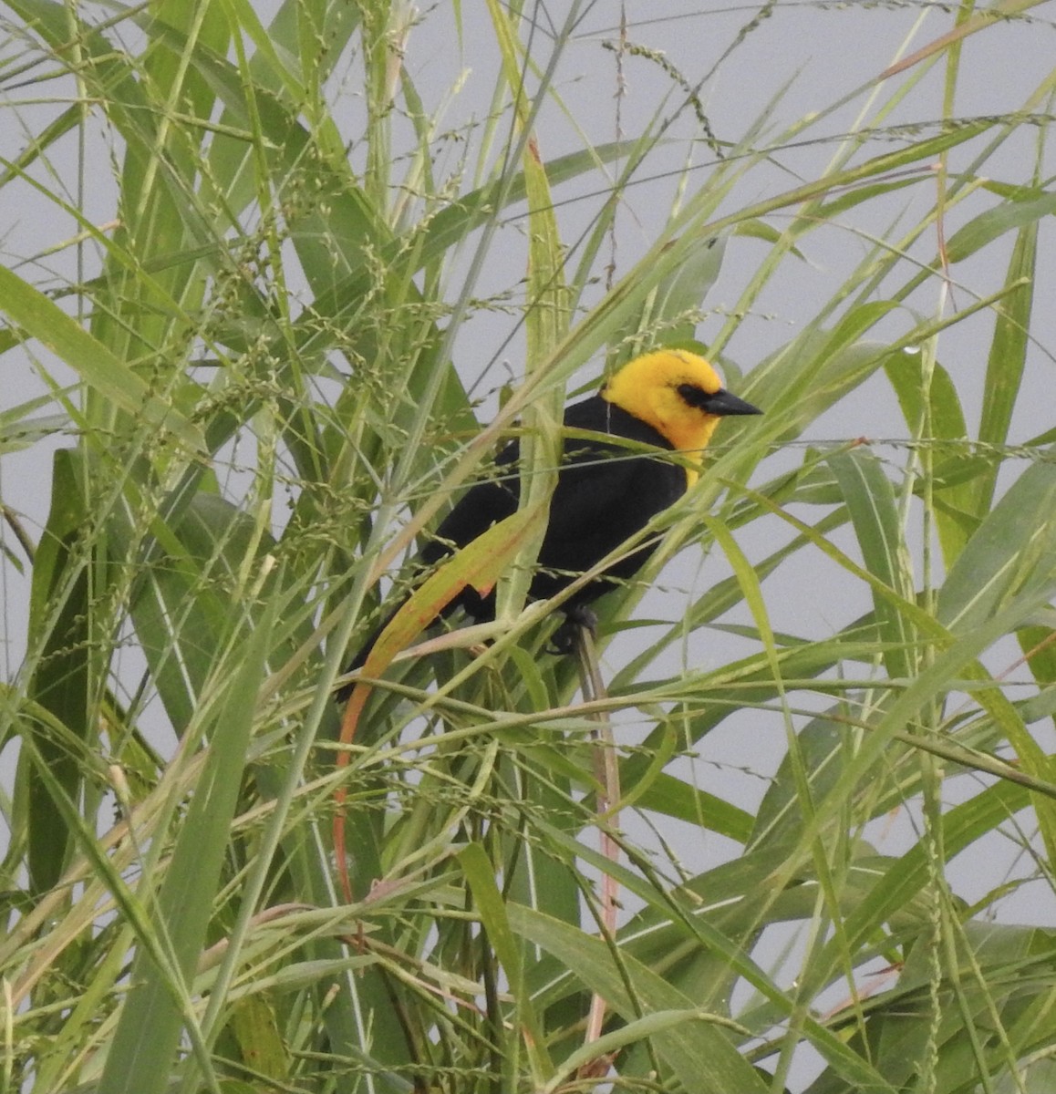 Yellow-hooded Blackbird - ML357977561