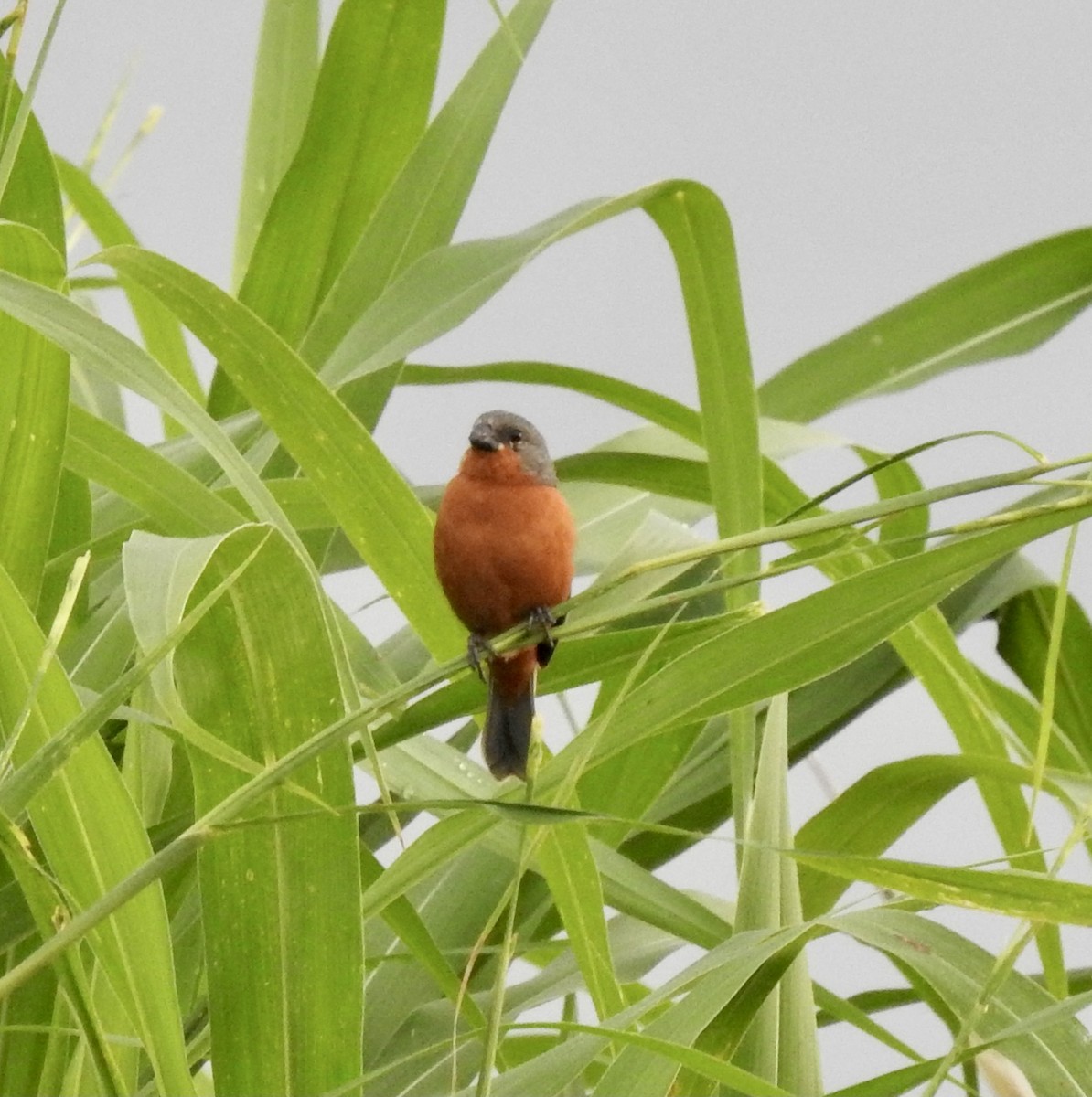 Ruddy-breasted Seedeater - Kathryn McAleese