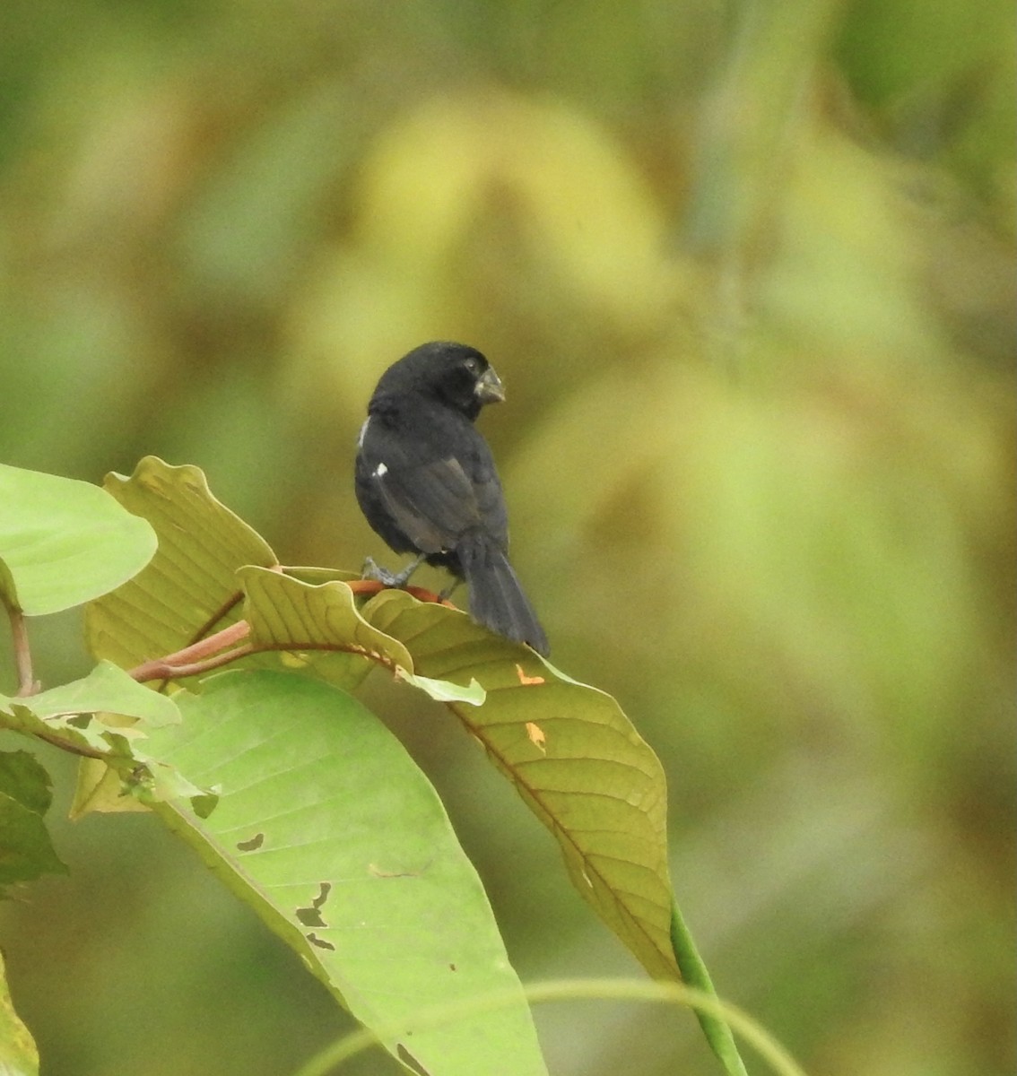 Thick-billed Seed-Finch - ML357977661