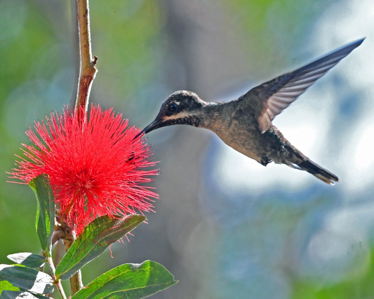 Long-billed Starthroat - Tini & Jacob Wijpkema