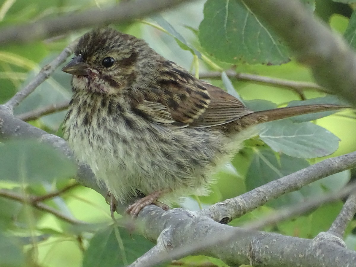 Song Sparrow - ML357980021