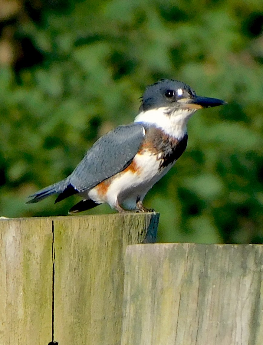 Belted Kingfisher - Lee Gray