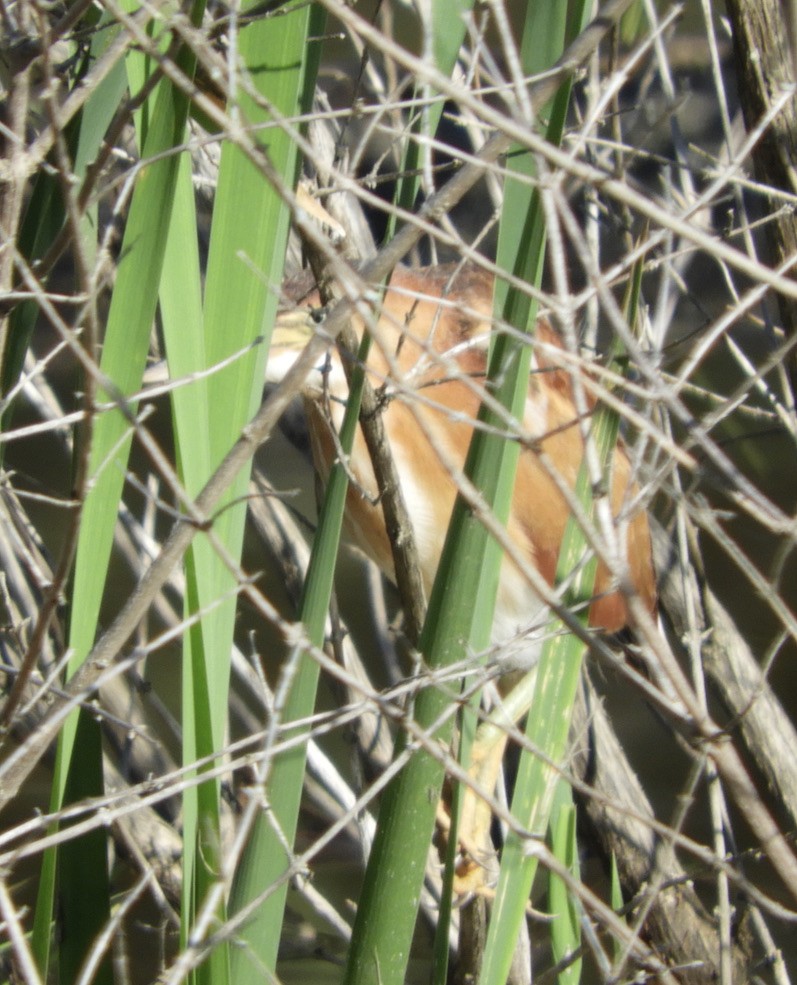 Least Bittern - ML357981611