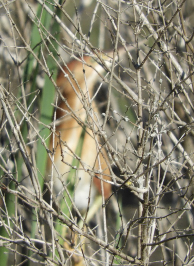 Least Bittern - ML357981671