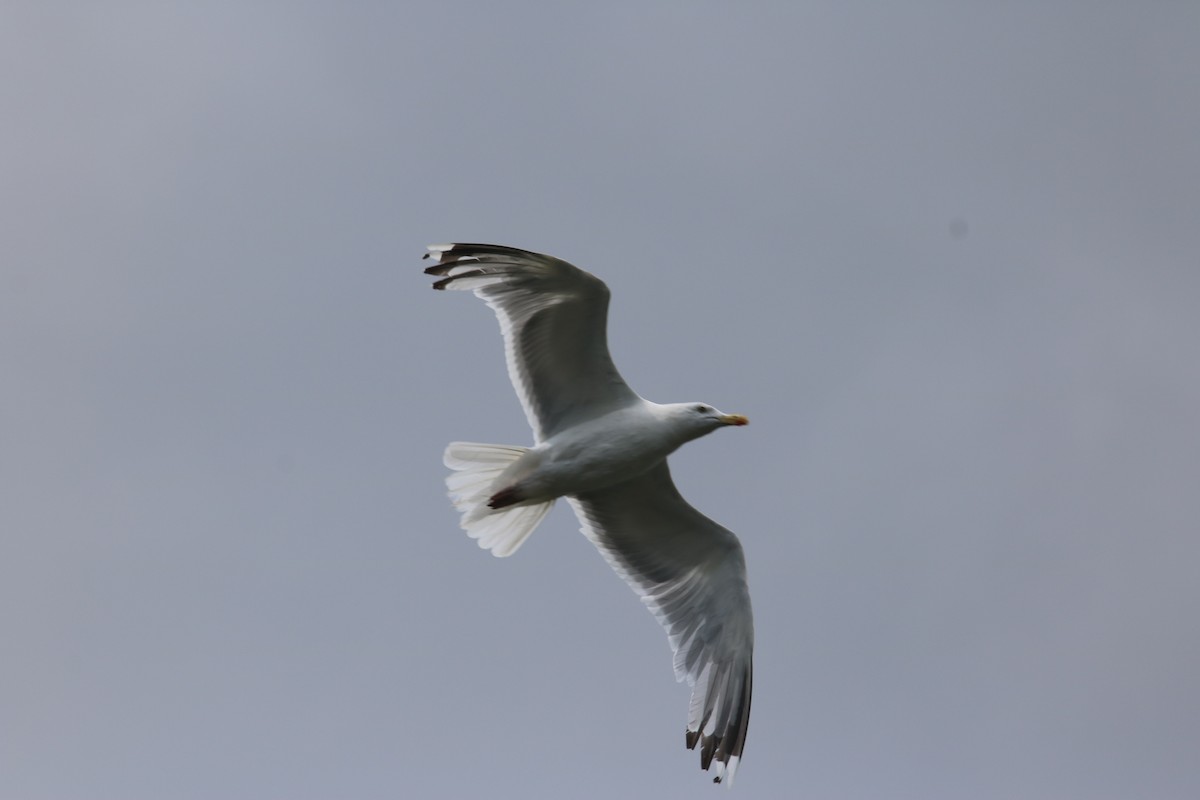 Gaviota Argéntea - ML357981741