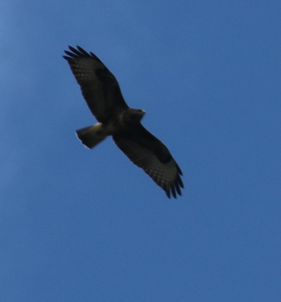 Common Buzzard - ML357981961