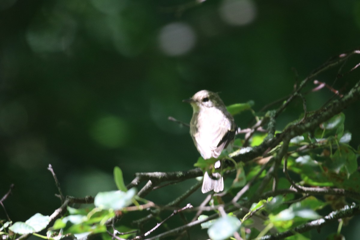 Spotted Flycatcher - ML357982151