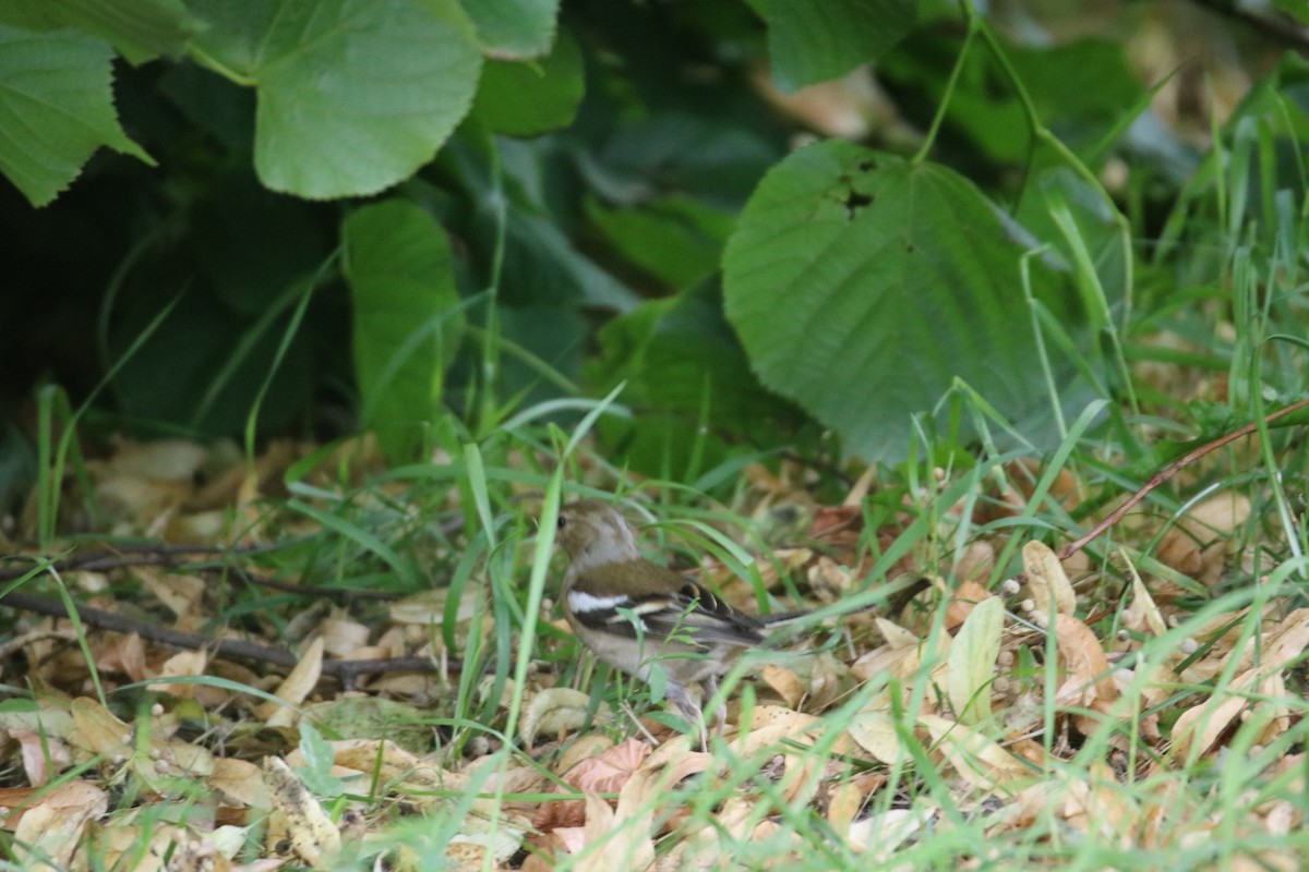 Common Chaffinch - ML357982451