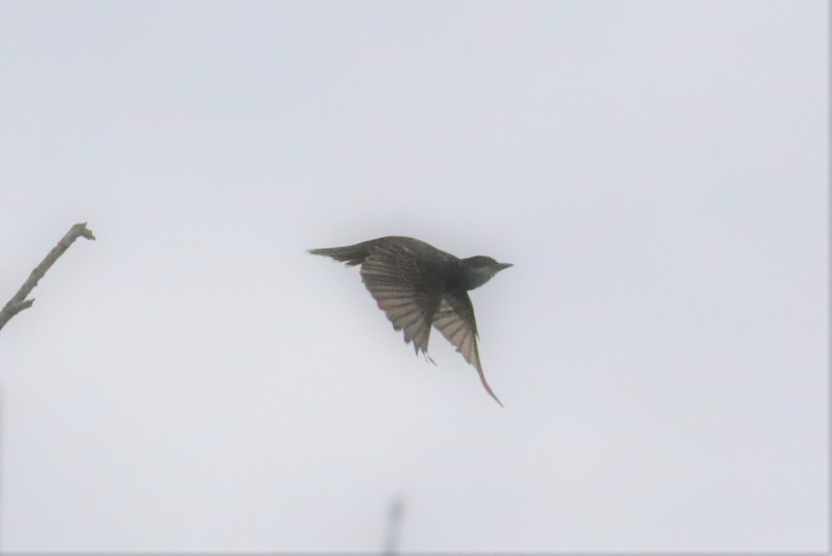 Eastern Kingbird - Ronald Majors