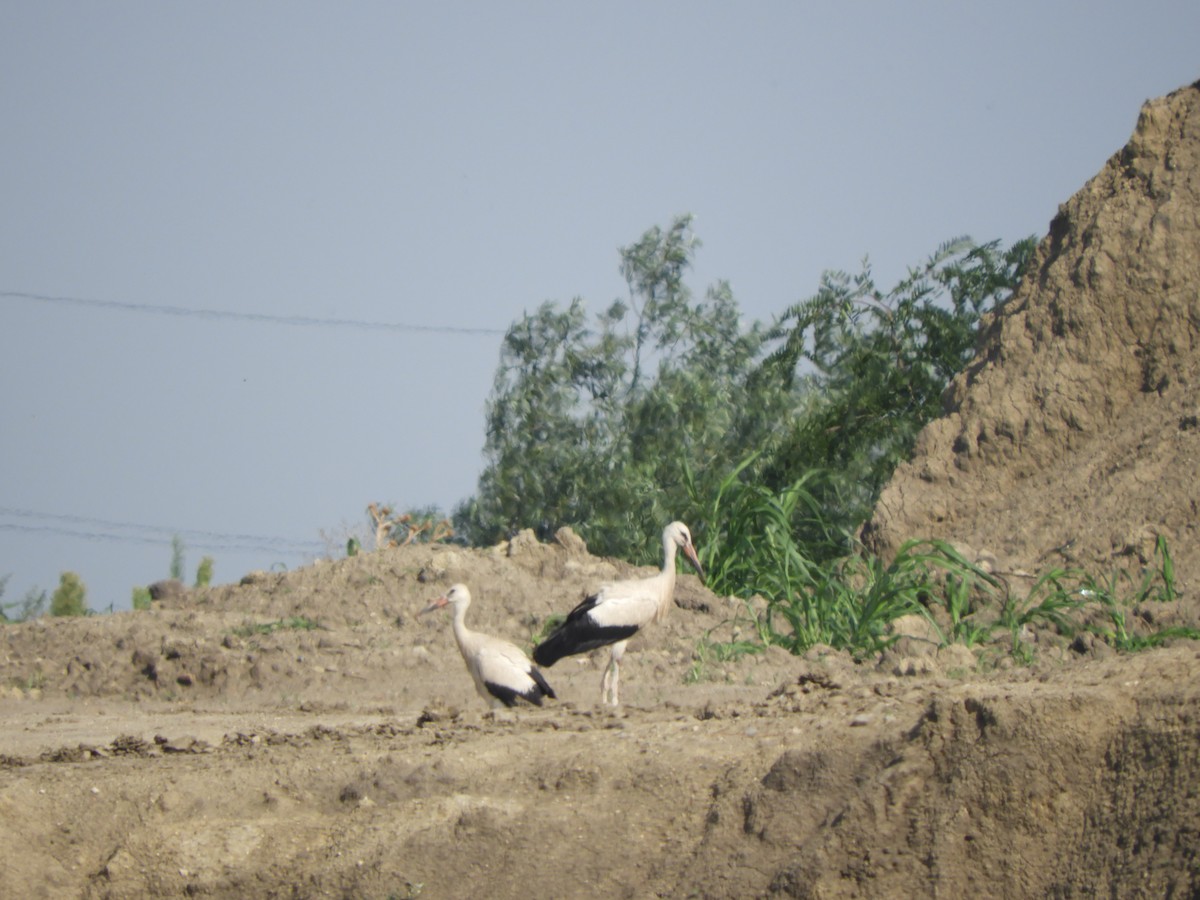 White Stork - ML357983471
