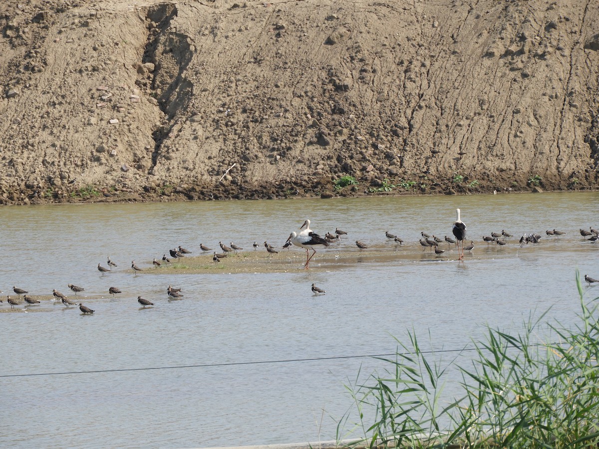 White Stork - ML357984101