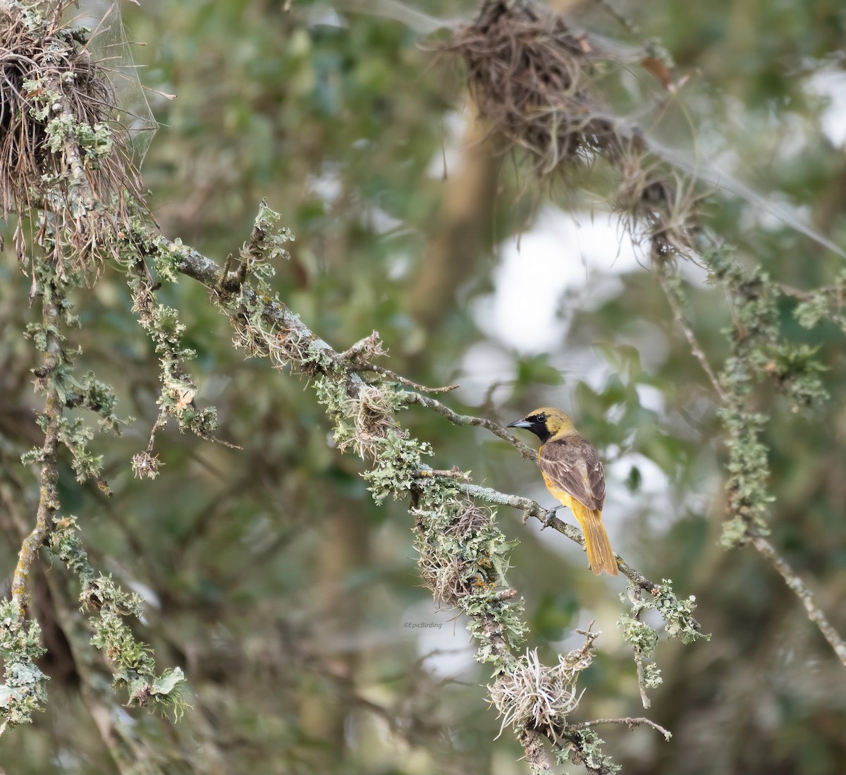 Orchard Oriole - Daniel Gomez