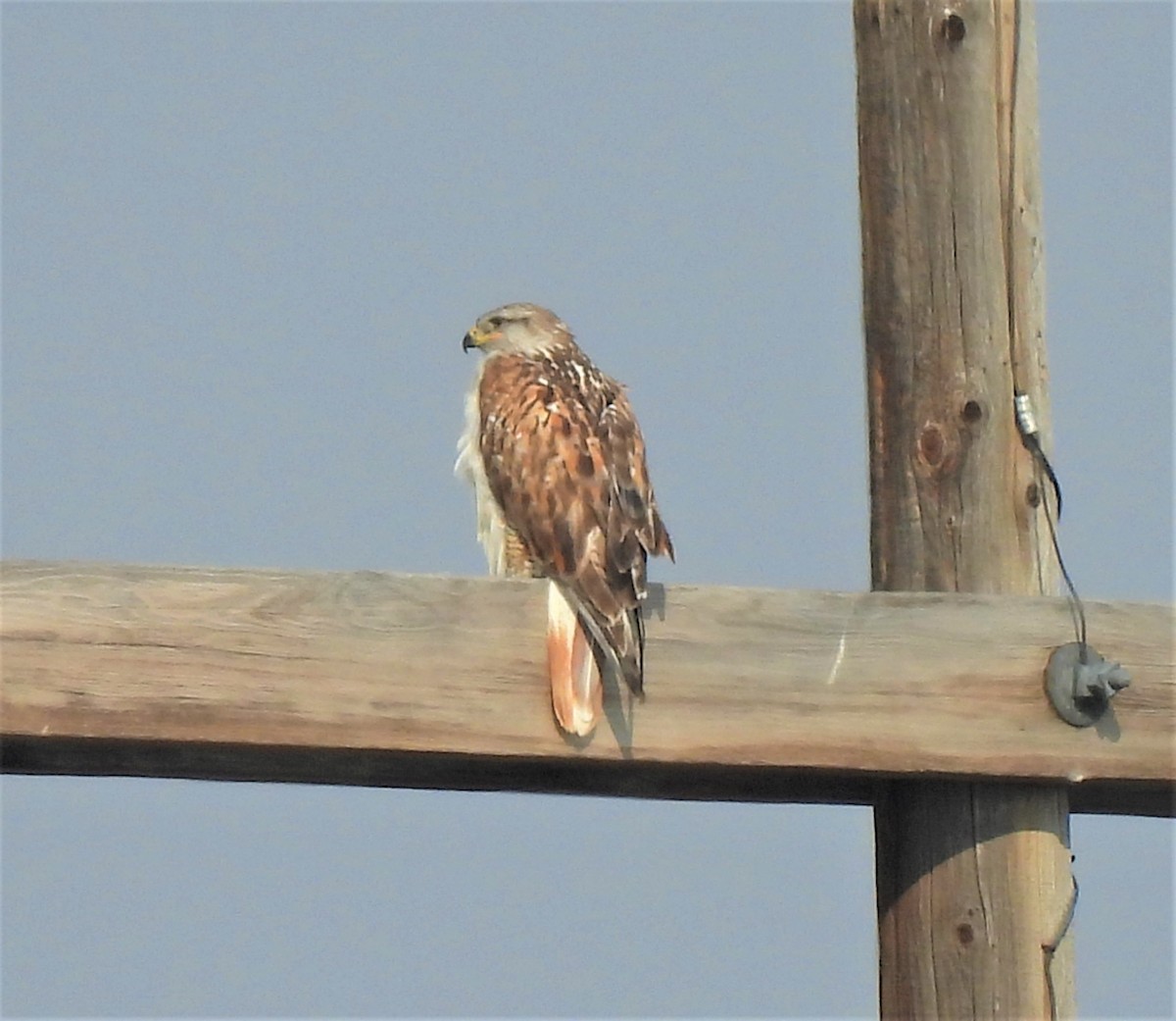 Ferruginous Hawk - ML357985011