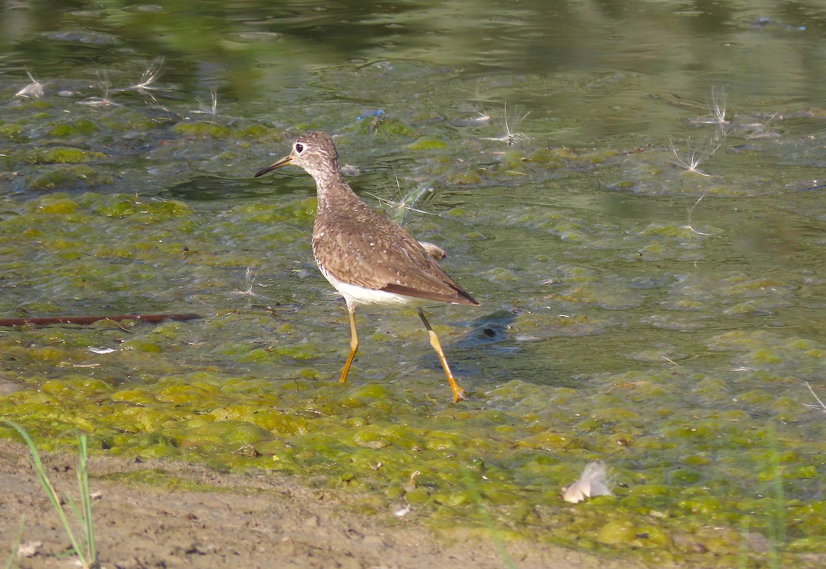 Solitary Sandpiper - Ted Floyd