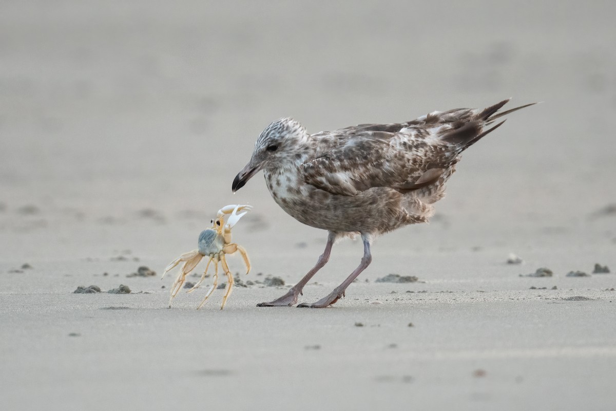 American Herring Gull - ML357986411
