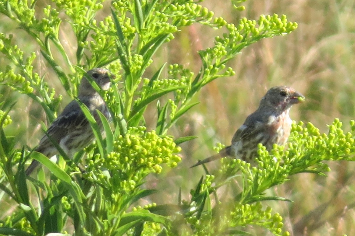 House Finch - ML35798791